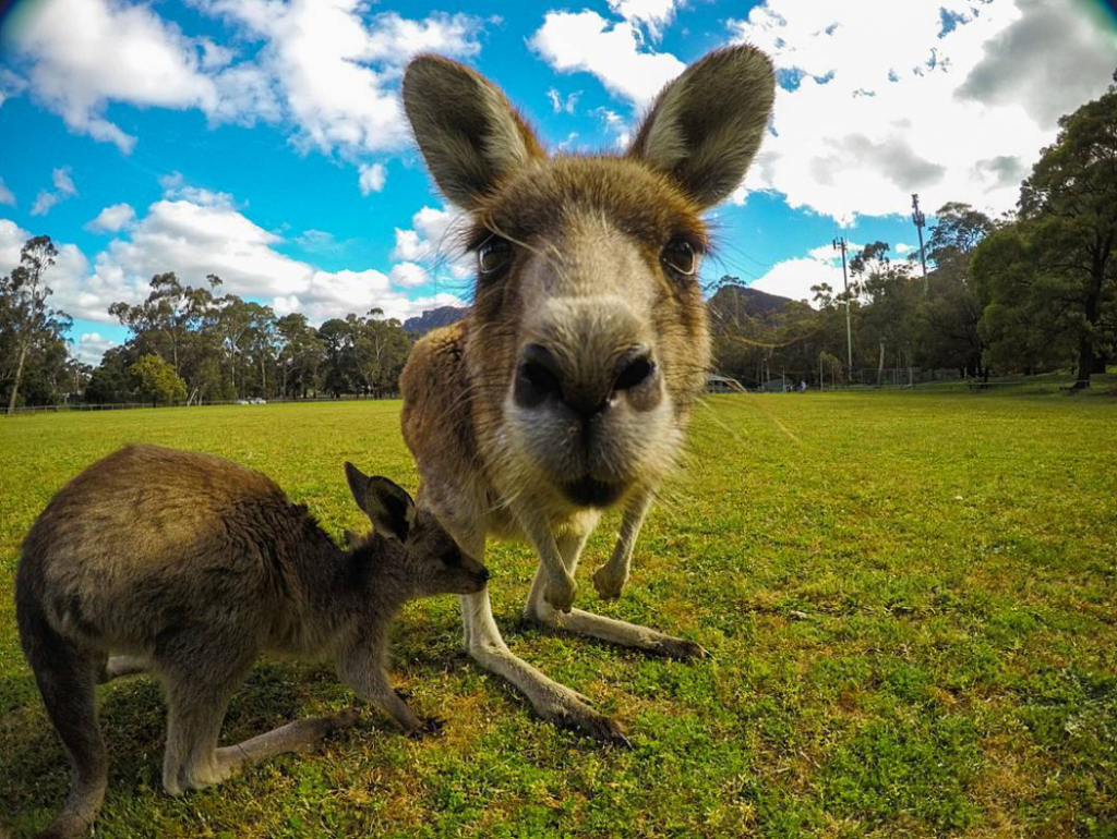 Kangaroos by @alexcable